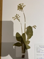 Primula elatior