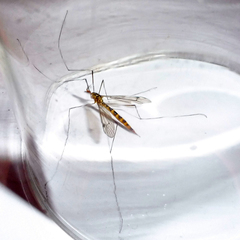 Nephrotoma flavipalpis