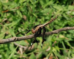 Palpopleura portia
