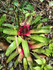 Neoregelia