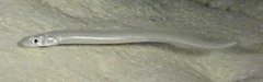 Ariosoma scheelei