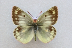 Colias phicomone