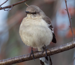 Mimus polyglottos