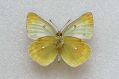 Colias phicomone