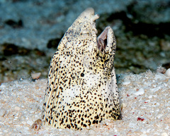 Callechelys marmorata