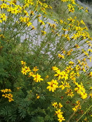 Tagetes zypaquirensis