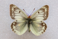 Colias phicomone