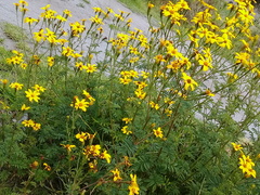 Tagetes zypaquirensis