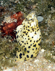 Callechelys marmorata