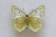 Colias phicomone