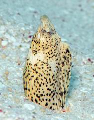 Callechelys marmorata