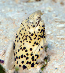 Callechelys marmorata