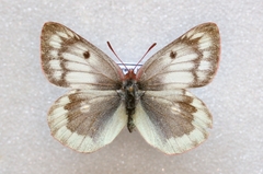 Colias phicomone