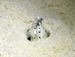 Ophichthus altipennis