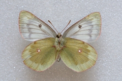 Colias phicomone