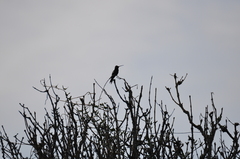 Heliomaster furcifer