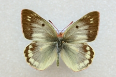 Colias phicomone
