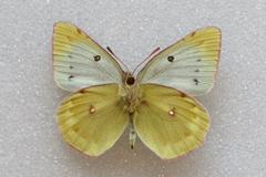 Colias phicomone
