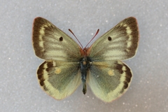 Colias phicomone