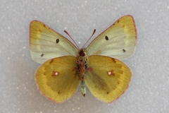 Colias phicomone