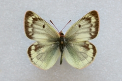 Colias phicomone