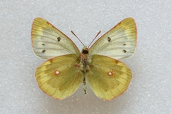 Colias phicomone