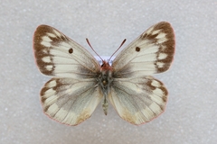 Colias phicomone