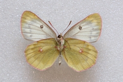 Colias phicomone