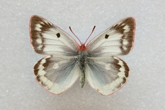 Colias phicomone