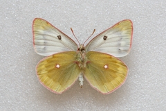 Colias phicomone