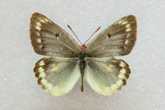 Colias phicomone