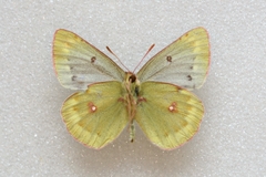 Colias phicomone
