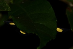 Phaeochlaena lampra