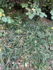 Brachypodium sylvaticum