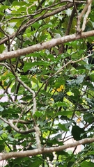 Eudynamys scolopaceus