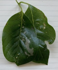 Actrix nyssaecolella