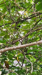 Eudynamys scolopaceus