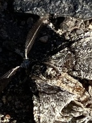 Phigalia denticulata