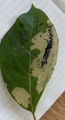 Actrix nyssaecolella