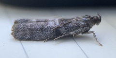 Actrix nyssaecolella
