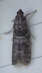 Actrix nyssaecolella