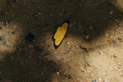 Xanthyris flaveolata