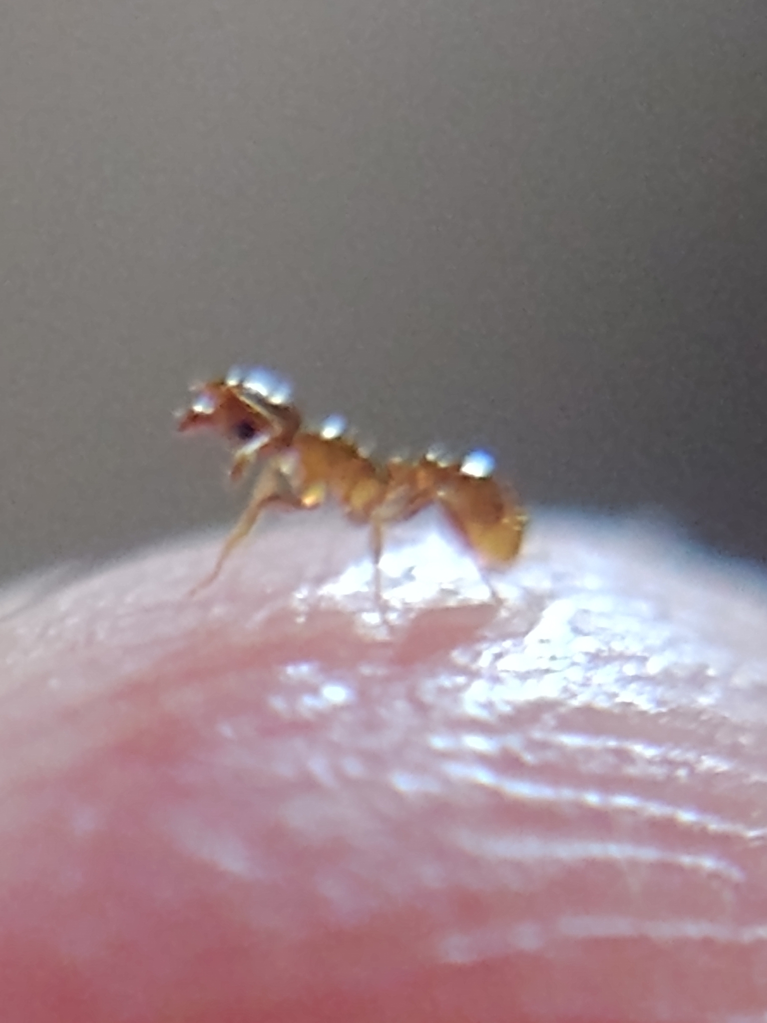 Ochetomyrmex semipolitus