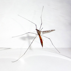 Tipula scripta