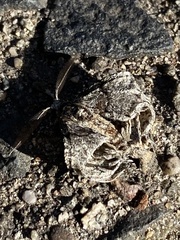 Phigalia denticulata