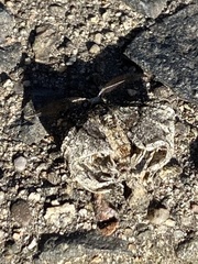 Phigalia denticulata