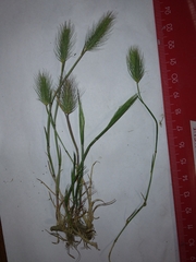 Hordeum geniculatum