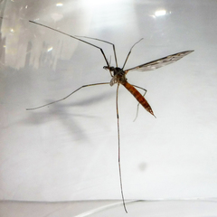 Tipula scripta