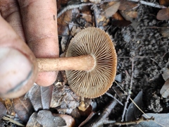 Inocybe impexa