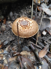 Inocybe impexa